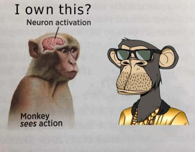 monkey brain on nft.jpg