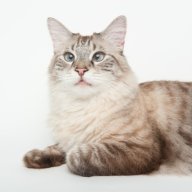 lifanus