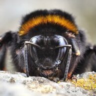 Bees