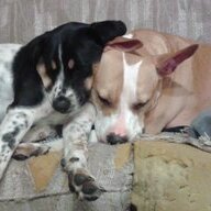 LiddellDogs