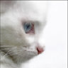 Flash_oS